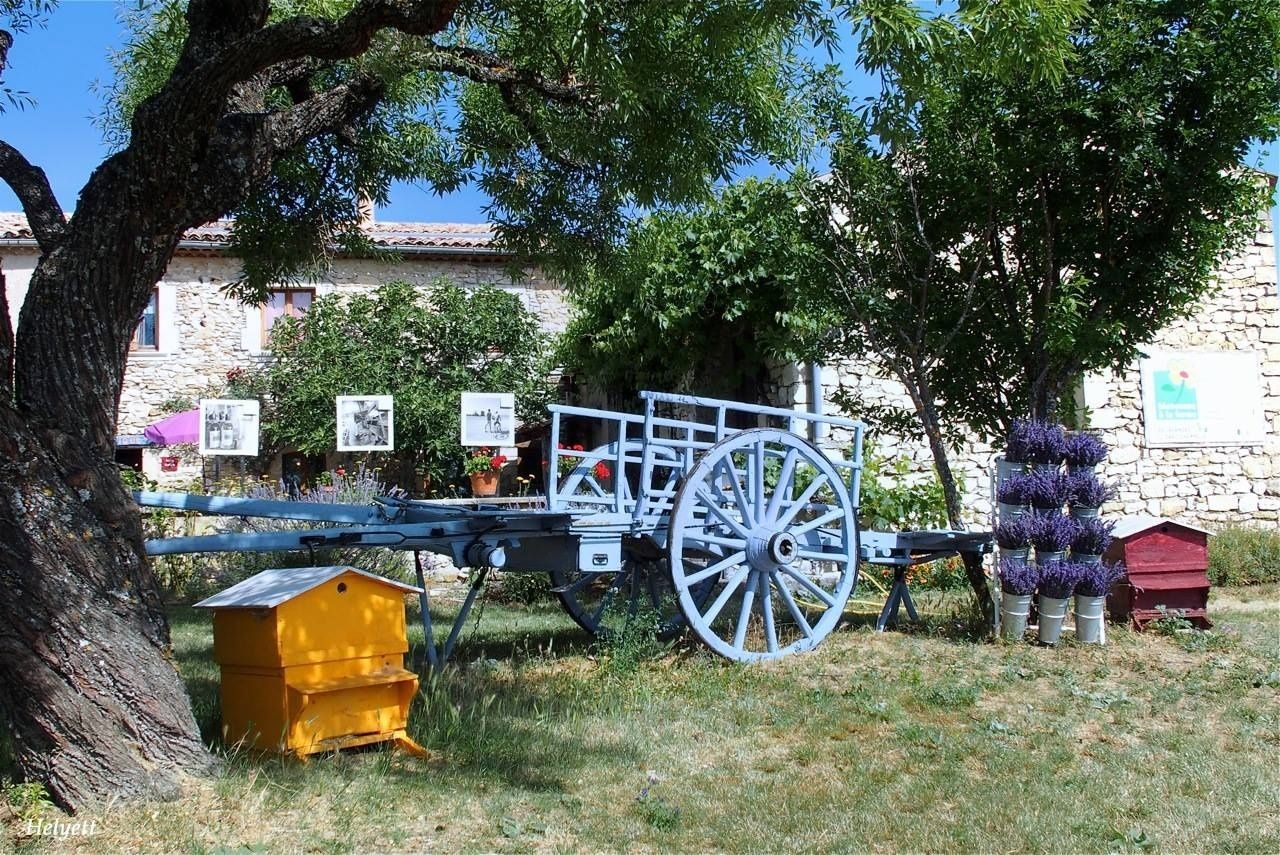 Les lavandes de Champelle